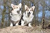 CORGI PEMBROKE 541